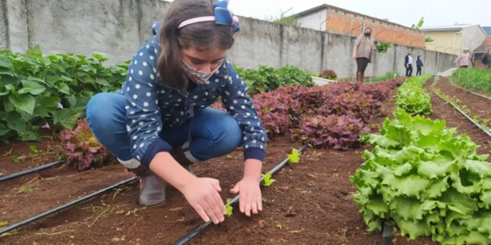 Atualmente cerca de 30 famílias se beneficiam dos alimentos produzidos pela horta.