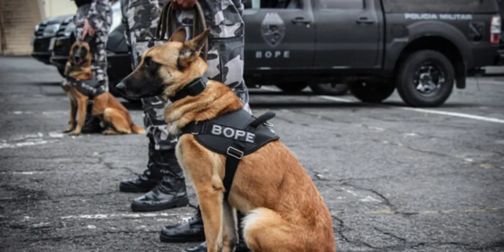 Imagem ilustrativa da imagem Apreensões com uso de cães da PM aumenta em quase 1.000%