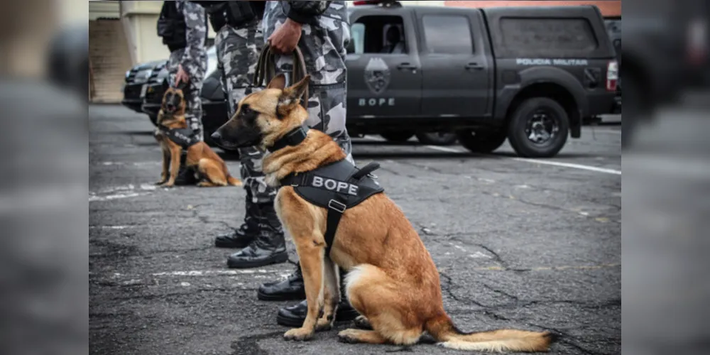 Imagem ilustrativa da imagem Apreensões com uso de cães da PM aumenta em quase 1.000%