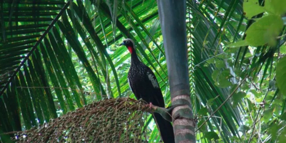 A palmeira-juçara faz parte da cadeia alimentar para diversas espécies da fauna silvestre.