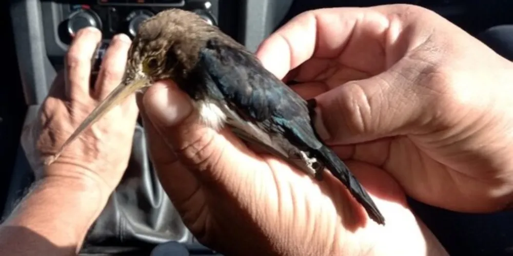 O caso aconteceu no Mato Grosso.