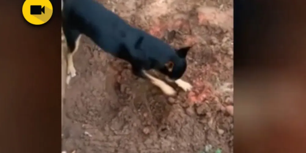 Imagem ilustrativa da imagem Pinscher de traficante mostra droga enterrada por dono