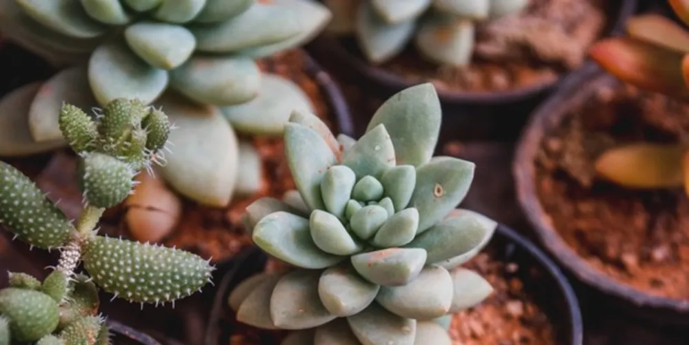 A feira acontece entre 9h e 17h.