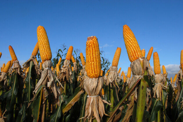 O milho teve um incremento de produção e em seus valores no decorrer do ano. Agricultura tem maior peso no VBP