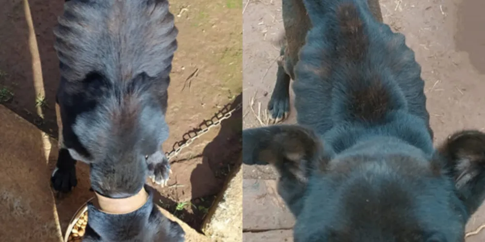 Cão estava em avançado estado de desnutrição e desidratação. Animal corre risco de morte e autoridades pedem ajuda da população