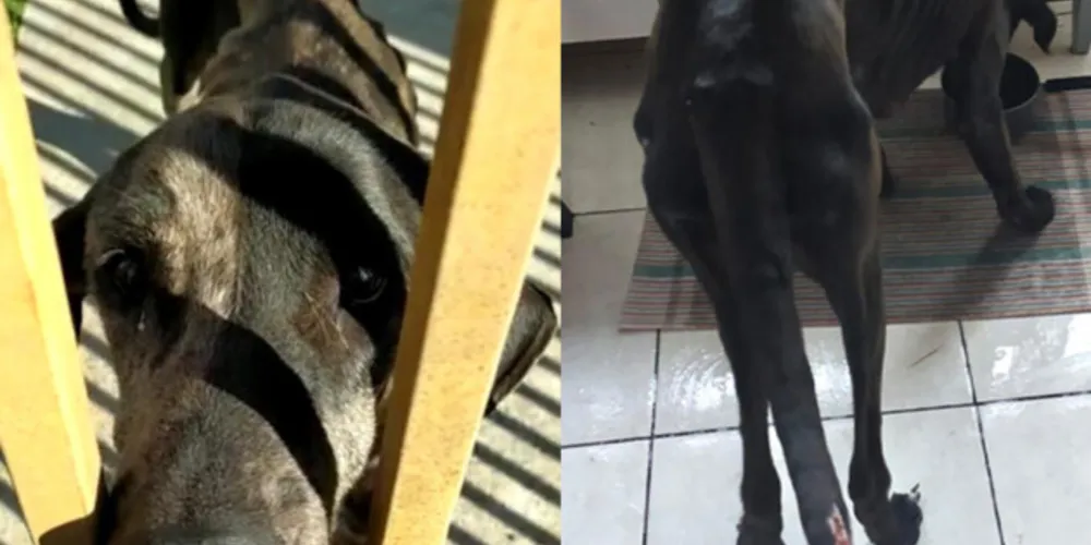 O responsável pelos animais possuía ração dentro da casa, porém negligenciava a alimentação. Cães estavam em avançado estado de desnutrição e desidratação