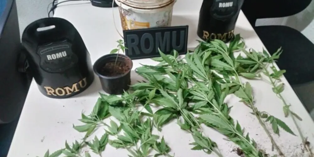 Imagem ilustrativa da imagem Pés de maconha em casa complicam pai e filho em PG