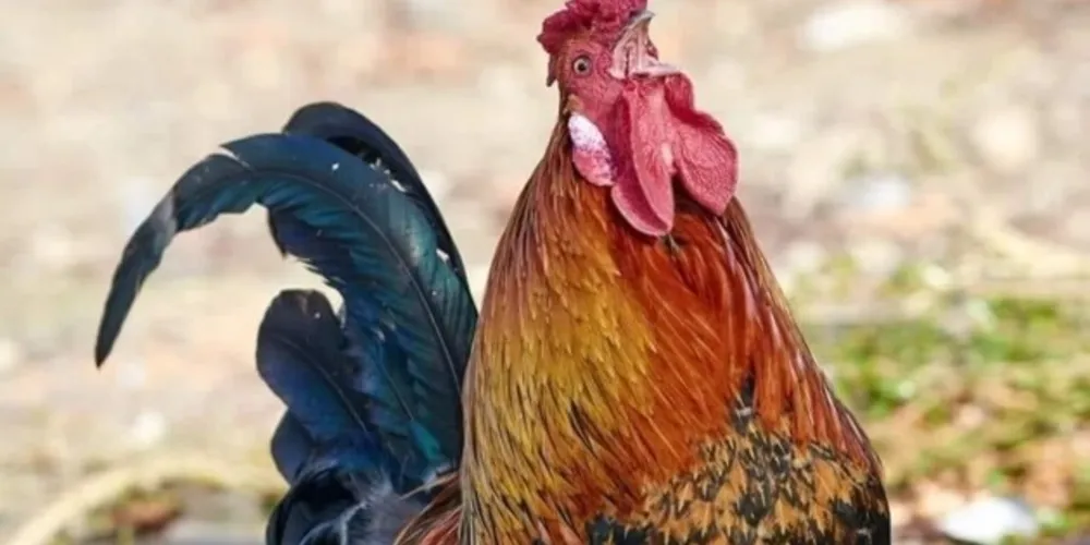 Imagem ilustrativa da imagem Galo é apreendido após perturbação do sossego no PR