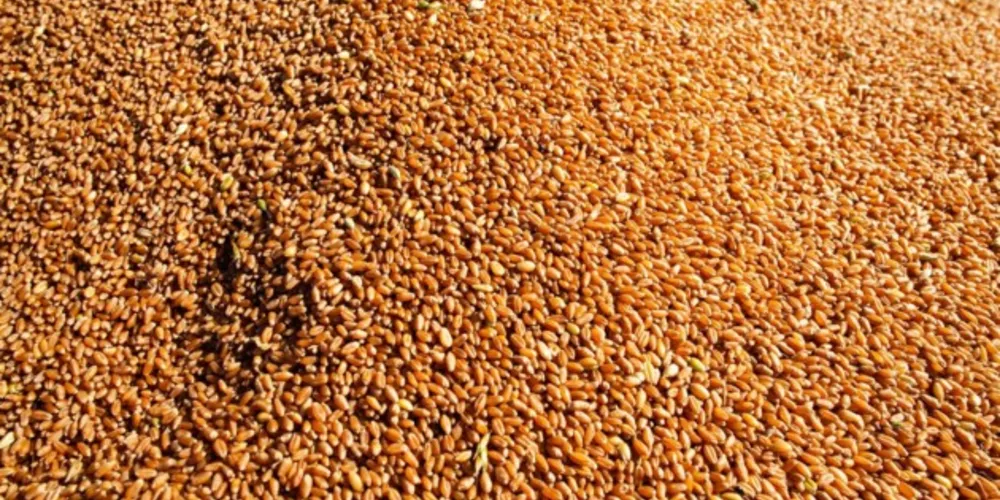 Produção de milho caiu em relação ao ano passado