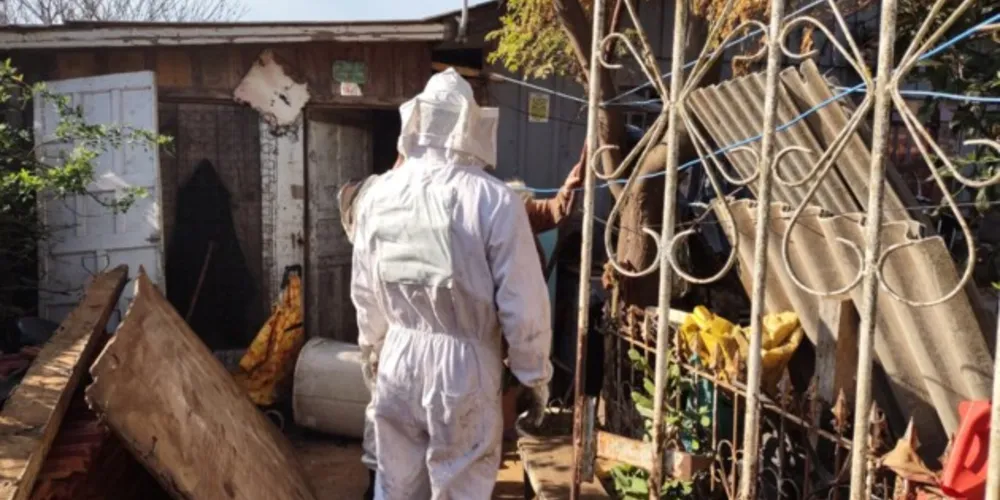 Abelhas deverão ser retiradas até esta noite do local.