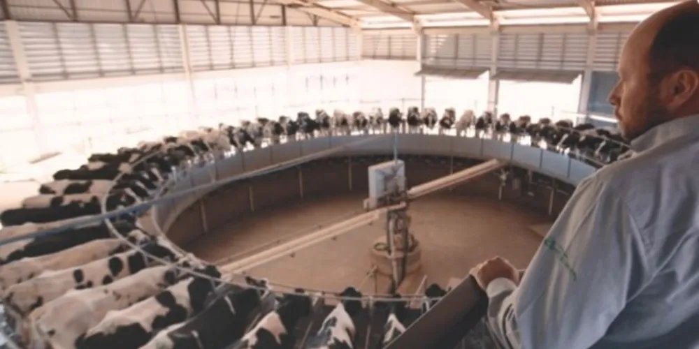 Alta produtividade é resultado de um contínuo processo de avanços genéticos e tecnológicos