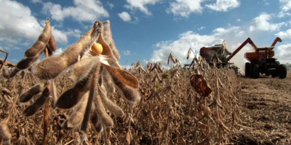  soja se mantém como o produto que mais gerou riquezas no campo na região
