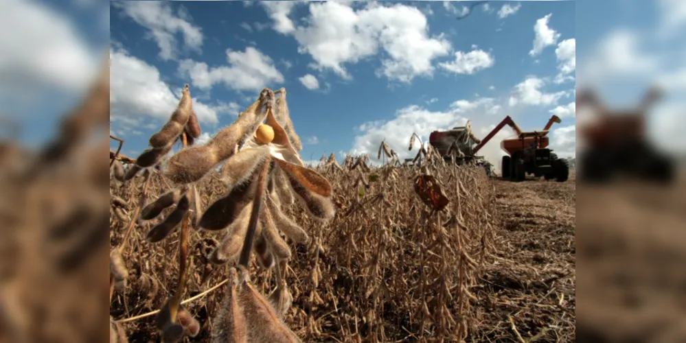  soja se mantém como o produto que mais gerou riquezas no campo na região