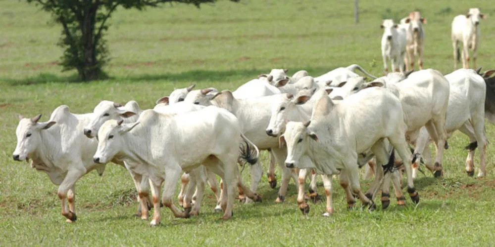 Pecuarista oferta a oportunidade de investimento nos Campos Gerais
