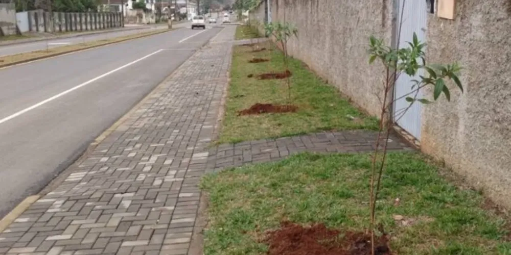 Equipes da prefeitura plantaram 54 mudas de árvores na rua Visconde de Guarapuava
