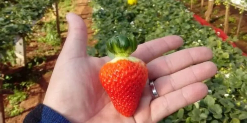 Prefeito Douglas destaca potencial agrícola do município