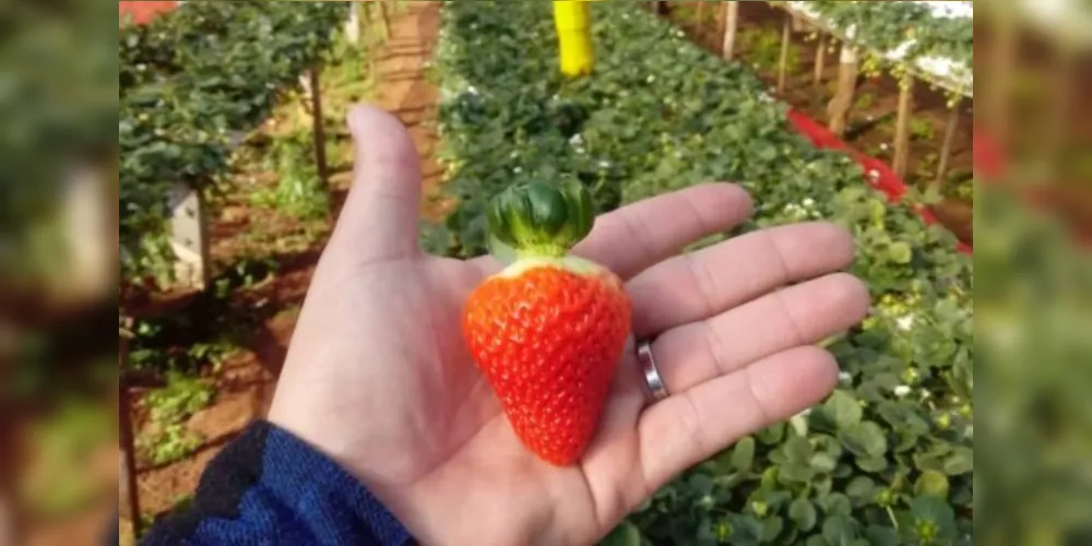 Prefeito Douglas destaca potencial agrícola do município