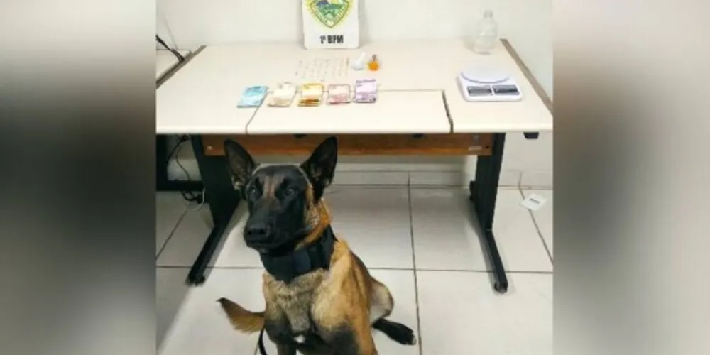 Apreensão foi realizada na região da Ronda, em Ponta Grossa