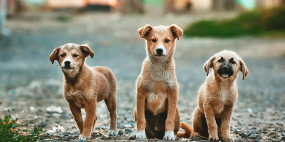 Projeto visa a ajudar na localização dos animais de estimação.