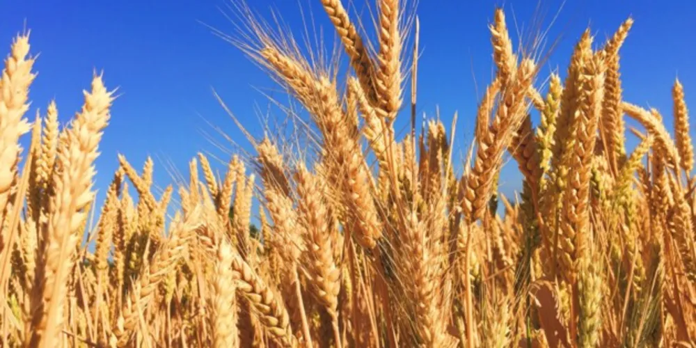 produção brasileira do grão está concentrada na Região Sul, sendo o Paraná o maior produtor nacional de cevada