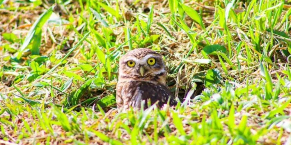 Colégio Vila Militar Cescage realiza levantamento de Avifauna em Ponta Grossa