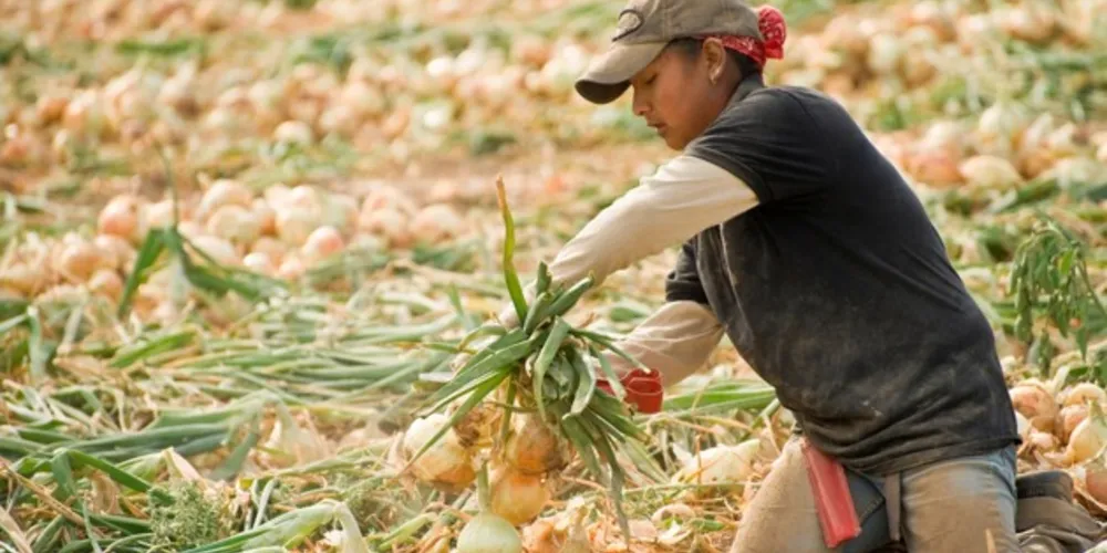A cebola foi o produto que ficou mais barato, com  uma
retração de 39,30% em relação ao mês de anterior