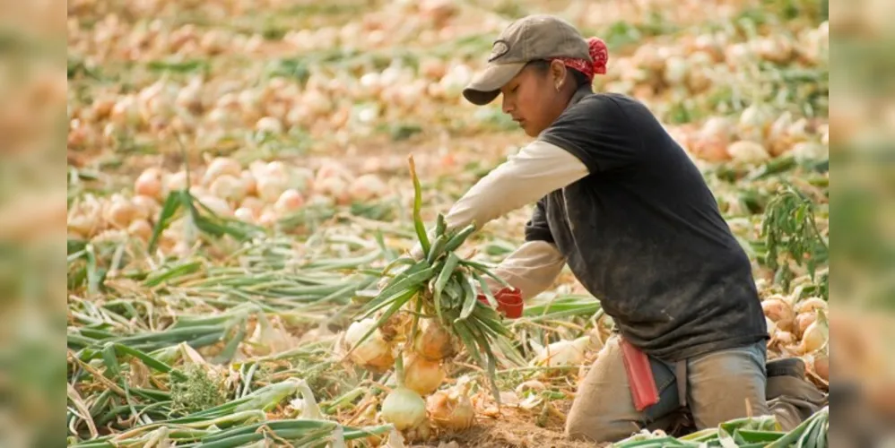A cebola foi o produto que ficou mais barato, com  uma
retração de 39,30% em relação ao mês de anterior