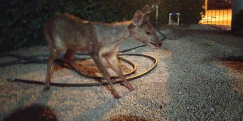 Os moradores conseguiram salvar o animal e acionaram a Polícia Ambiental