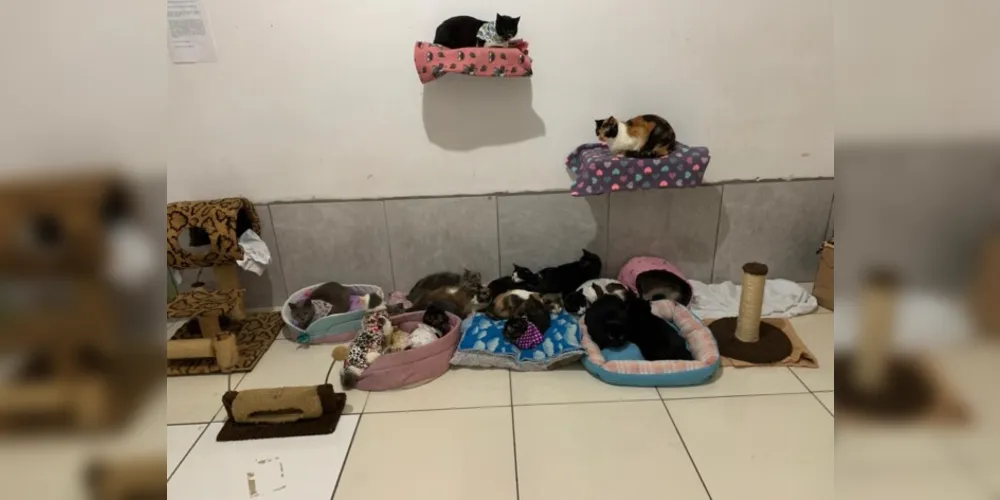 Ação ocorreu no Jardim Esplanada e contou com a participação também do Centro de Referência para Animais em Risco (CRAR).