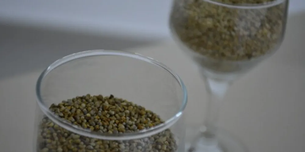 Tendência é valorização do milheto no mercado e aumento da rentabilidade da cadeia produtiva