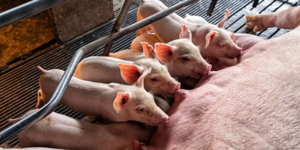 Bem-estar animal atesta comprometimento da indústria com sustentabilidade e traz expectativa de benefícios na qualidade dos produtos