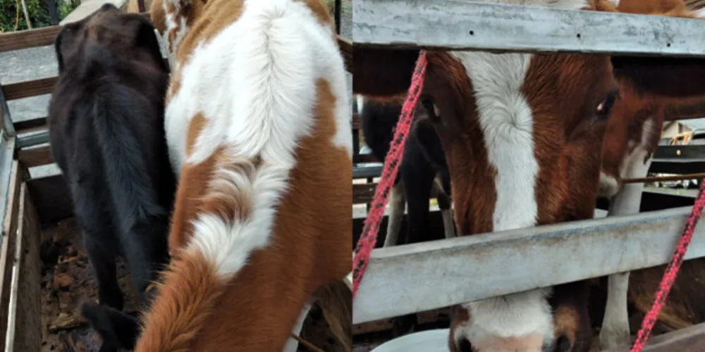 Criminosos levaram dois animais de uma propriedade rural e seguiam sentido Curitiba