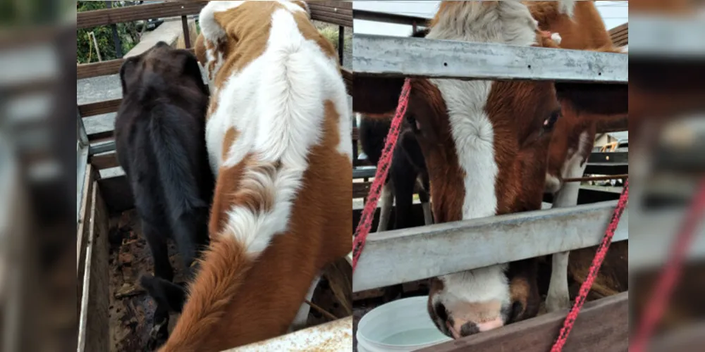 Criminosos levaram dois animais de uma propriedade rural e seguiam sentido Curitiba
