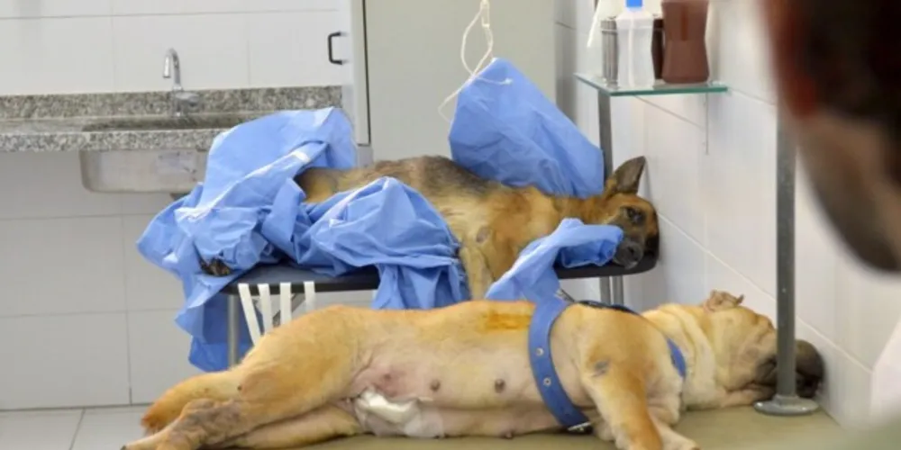 Imagem ilustrativa da imagem Cirurgias de castração voltam a ser realizadas em PG