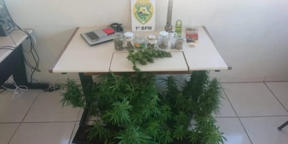 Durante a abordagem foram encontrados vários pés de maconha sendo cultivados
