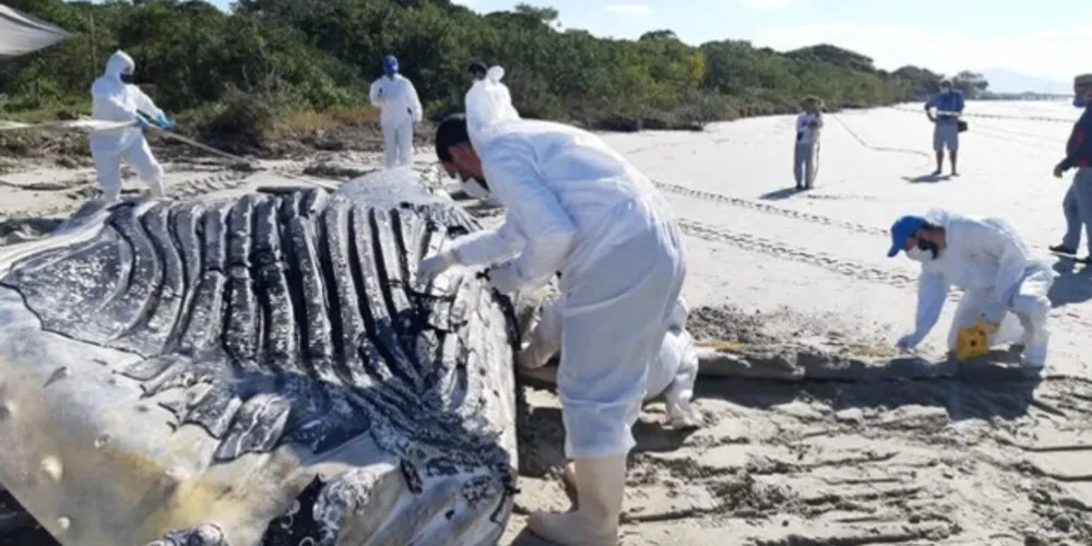 Especialistas fizeram necropsia no animal morto