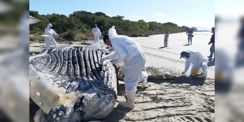 Especialistas fizeram necropsia no animal morto