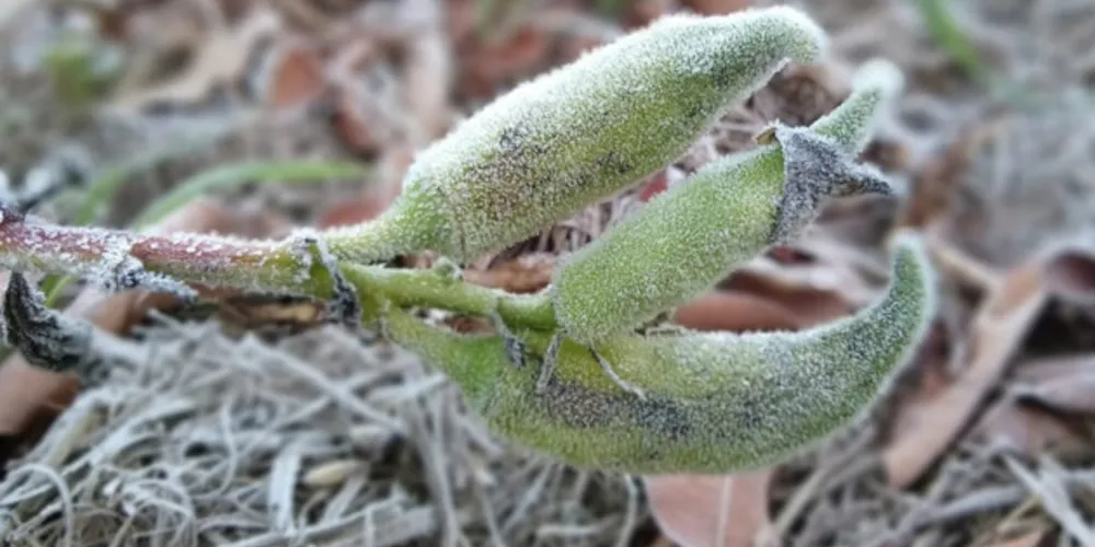 Há previsão da chegada de uma forte massa de ar polar no Paraná