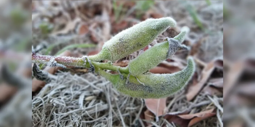 Há previsão da chegada de uma forte massa de ar polar no Paraná