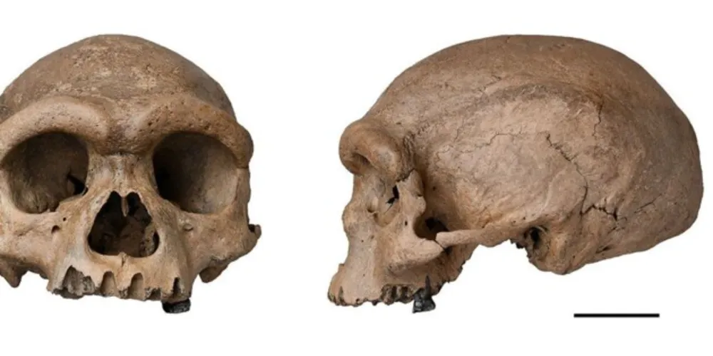 Fóssil de espécie mais próxima ao Homo sapiens é descoberto na China