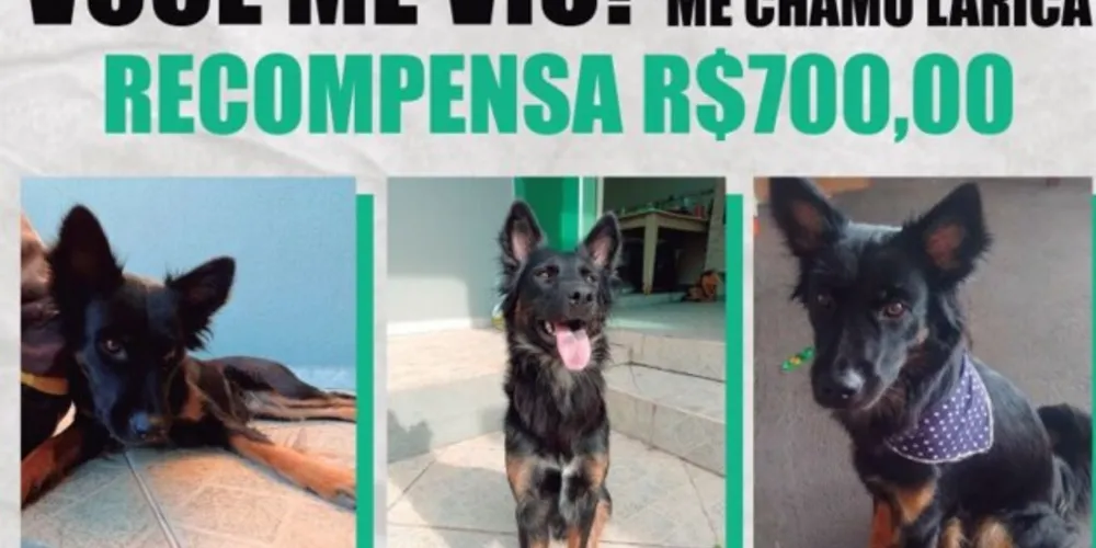 Larica é preta, tem patas marrons, orelhas em pé e rabo peludo