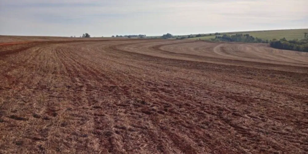 Até o dia 10 de setembro fica proibido cultivar, manter ou permitir a existência de plantas vivas de soja no campo no Estado