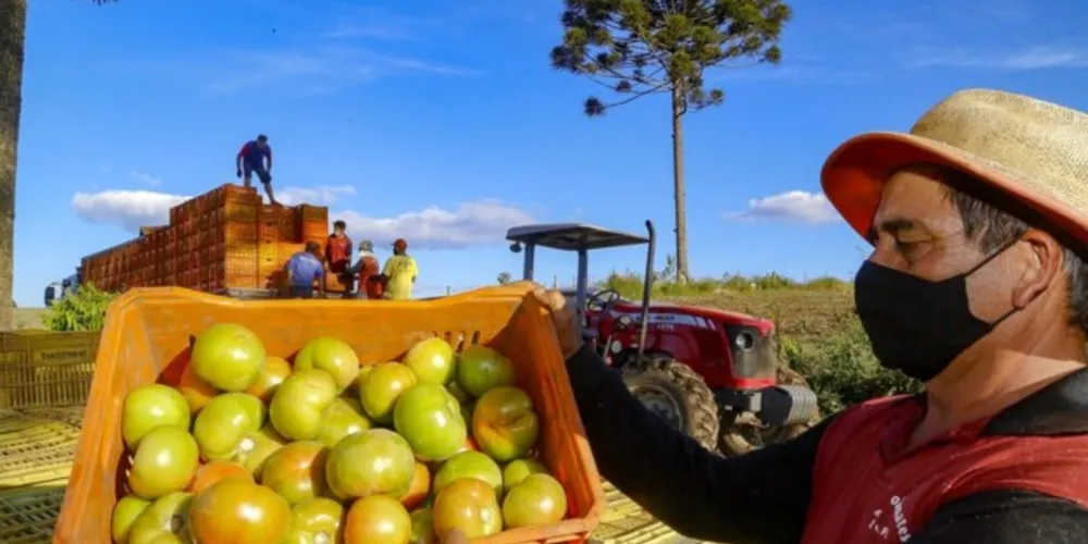 Com quase 200 mil pés plantados nas duas safras, eles ajudam a cidade dos Campos Gerais a consolidar o apelido informal de capital paranaense do tomate
