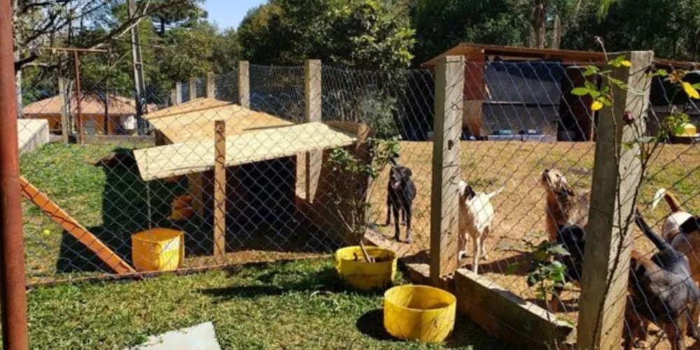 Vira-lata Finance visa obter fundos para a ONG SOS Bichos