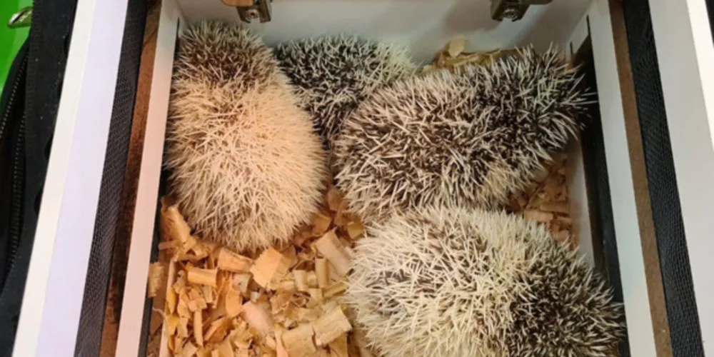 O criador ilegal foi autuado pela Polícia Ambiental em R$ 13,4 mil por infringir o artigo 31 da Lei 9.605/98