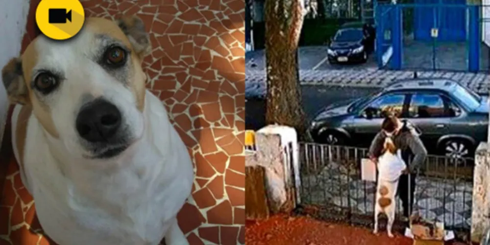 Imagem ilustrativa da imagem Rapaz furta roupa de cadela e câmera flagra ação