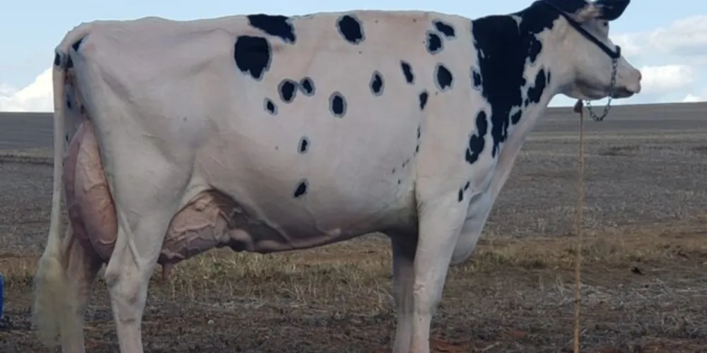 Imagem ilustrativa da imagem Vaca holandesa do PR recebe pontuação inédita no Brasil