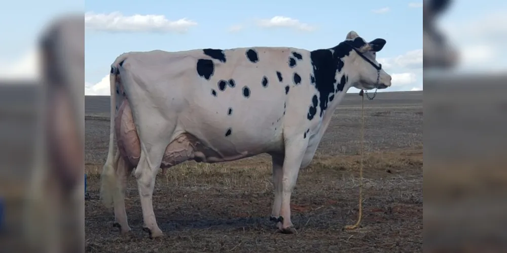Imagem ilustrativa da imagem Vaca holandesa do PR recebe pontuação inédita no Brasil