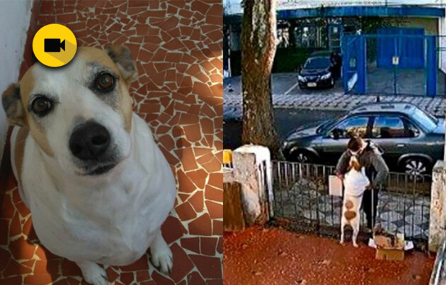 Imagem ilustrativa da imagem Rapaz furta roupa de cadela e câmera flagra ação