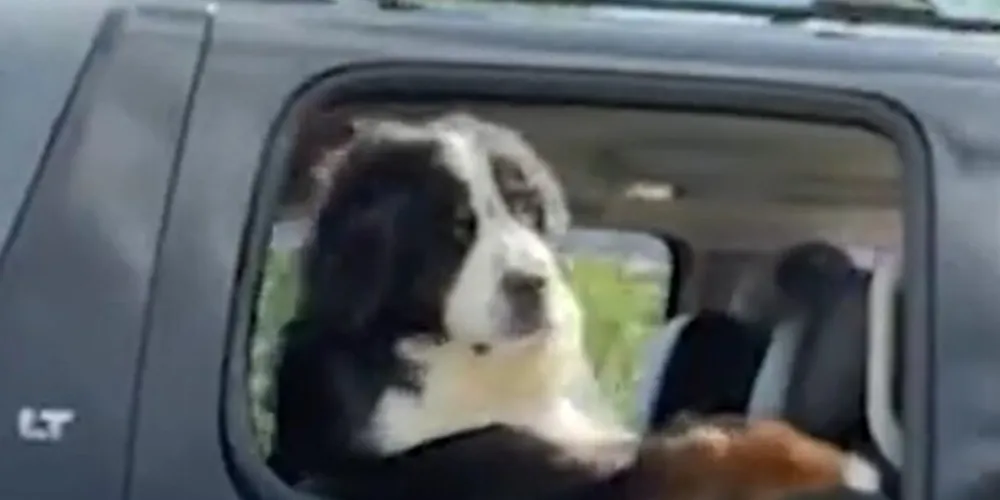 Um cão fazendo a famosa pose "braço de caminhoneiro", com apenas uma das patas para fora, não é algo que vemos todos os dias